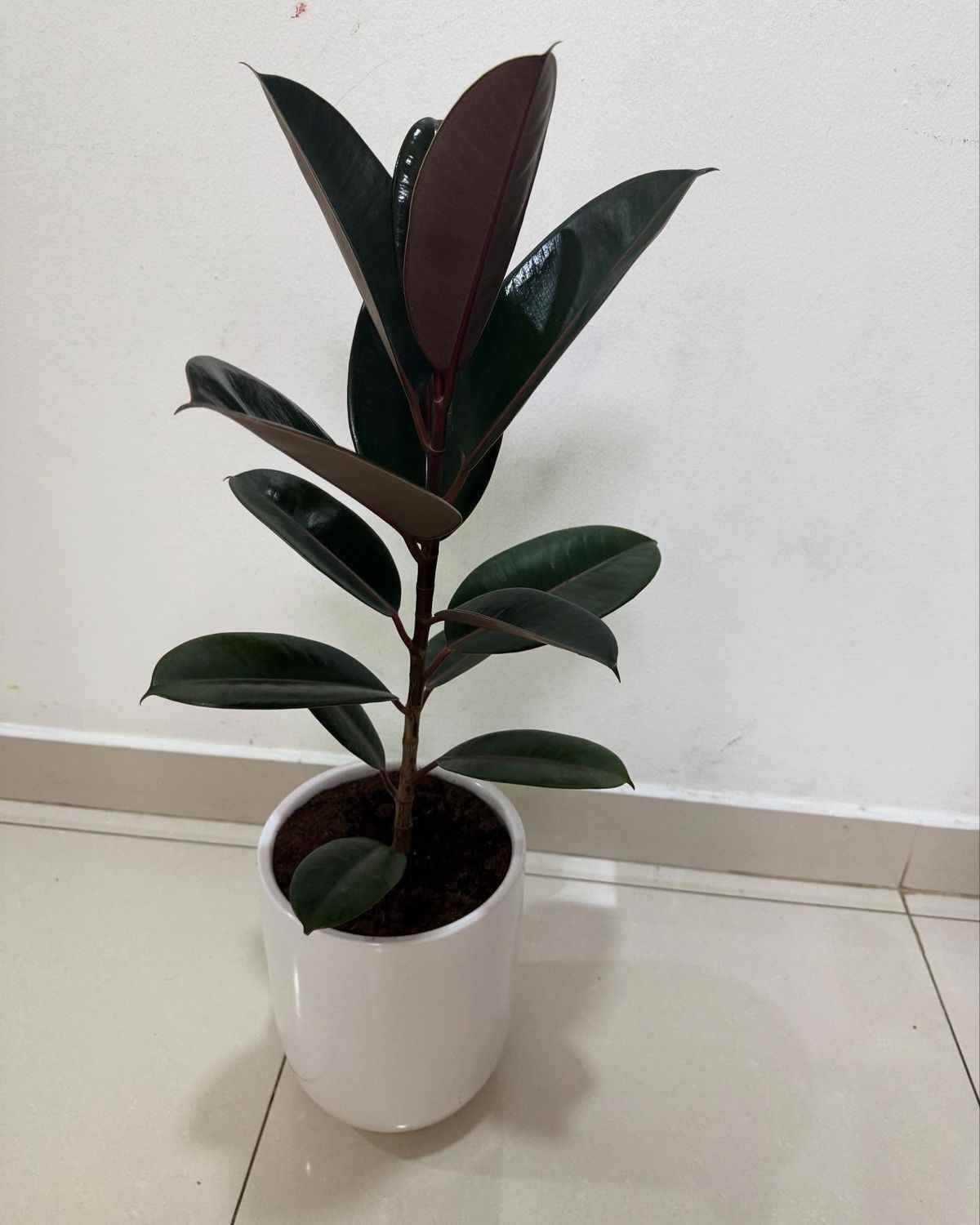 Barmasi Gundo (બારમાસી ગુંડો)